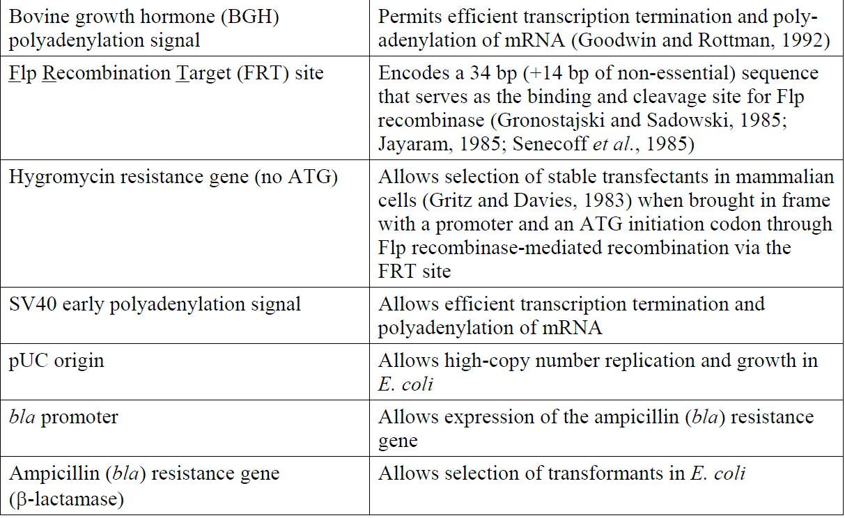 pcDNA5-FRT-V5-His-TOPO 载体特征2