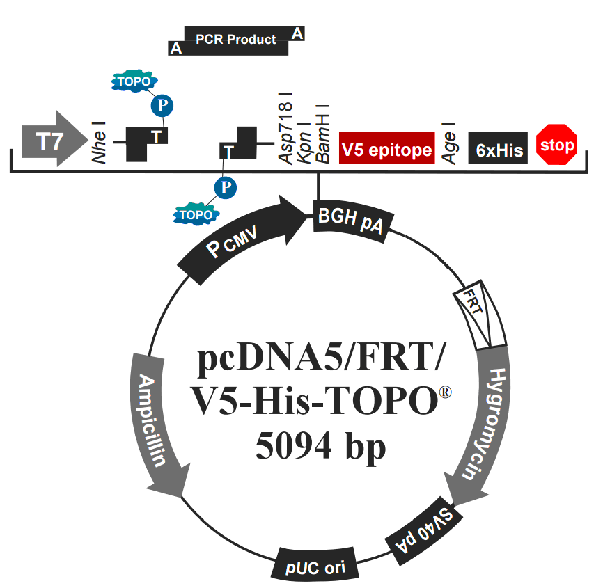 pcDNA5-FRT-V5-His-TOPO载体图谱