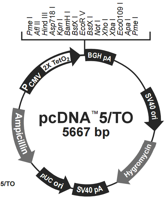 pcDNA5-TO载体图谱