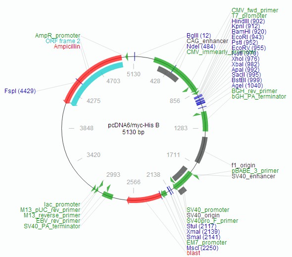 pcDNA6-Myc/His B载体图谱