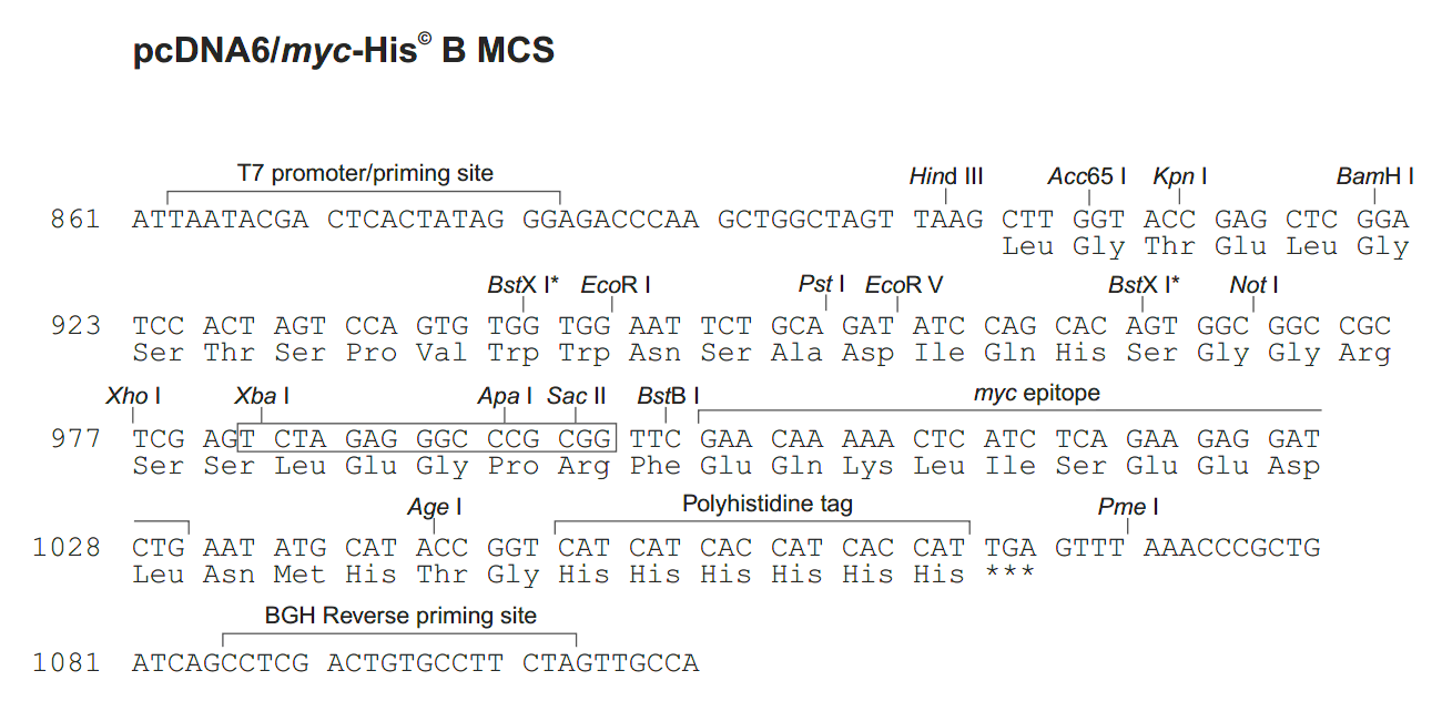 pcDNA6-myc-His B 多克隆位点