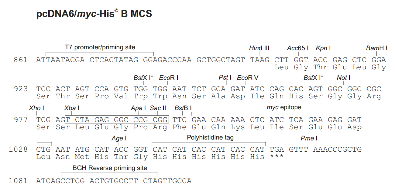 pcDNA6-myc-His B ¡λ