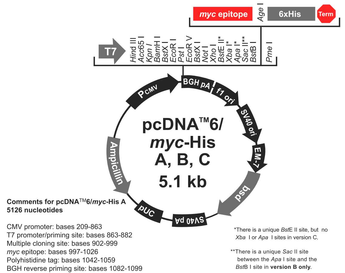 pcDNA6-myc-His B载体图谱