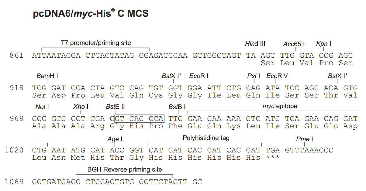pcDNA6-myc-His C ¡λ