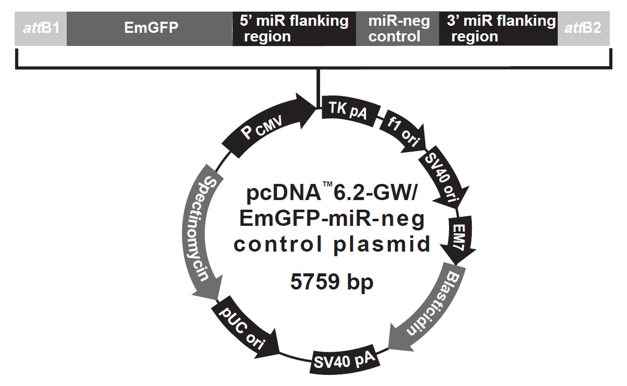 pcDNA6.2-GWEmGFP-miR negative载体图谱