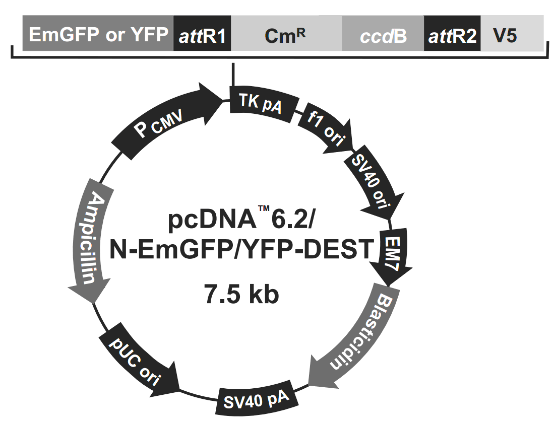 pcDNA6.2-N-EmGFP-DEST 载体图谱