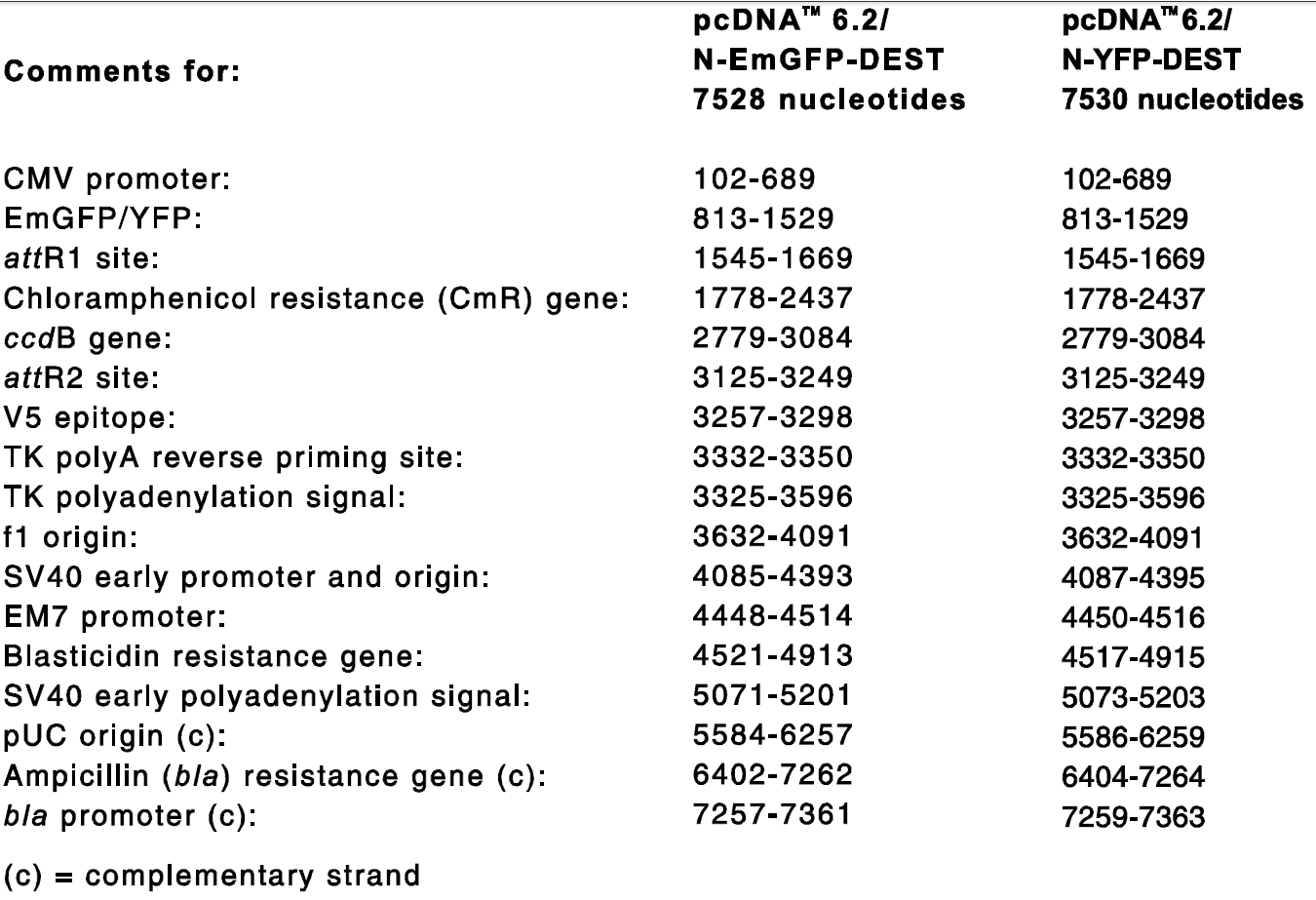 pcDNA6.2-N-YFP-DEST 特征位點(diǎn)