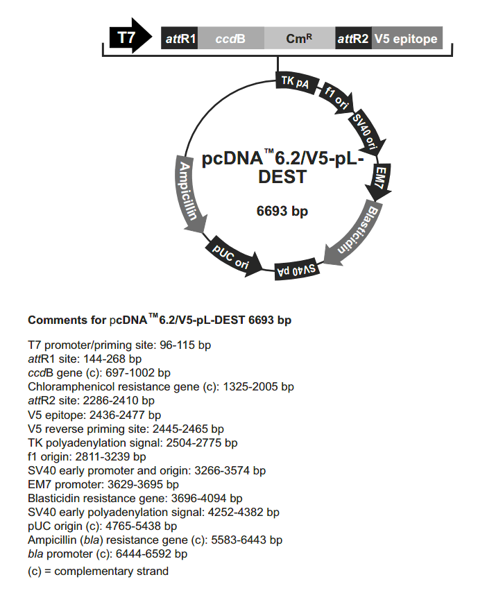 pcDNA6.2-V5-PL-DEST载体图谱
