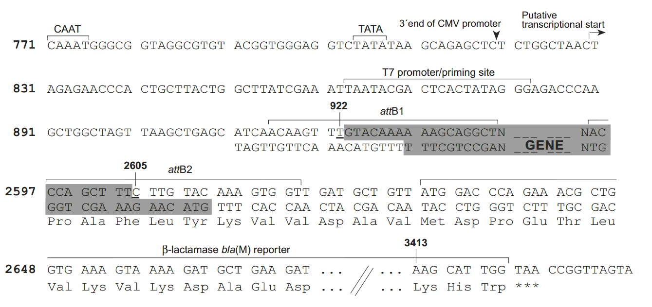 pcDNA6.2-cGeneBLAzer-DEST 多克隆位点