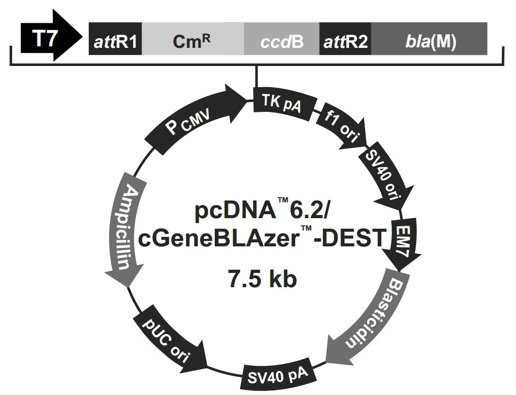 pcDNA6.2-cGeneBLAzer-DEST载体图谱
