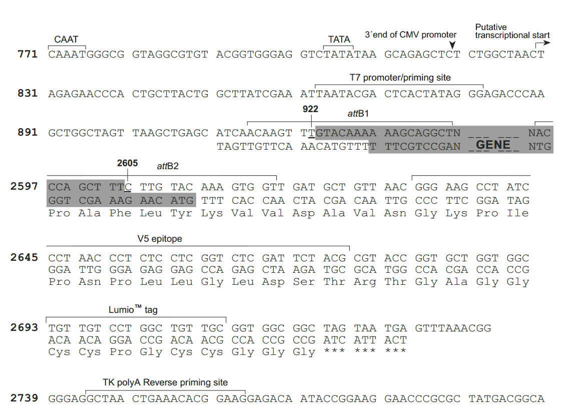 pcDNA6.2-cLumio-DEST 多克隆位点