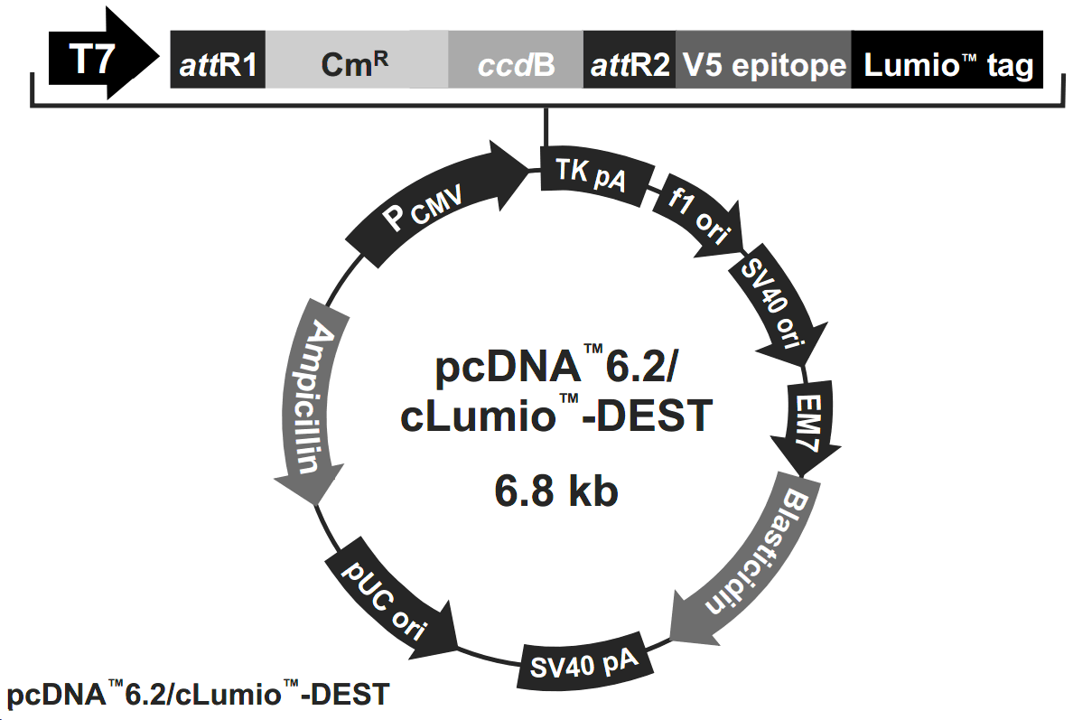 pcDNA6.2-cLumio-DEST载体图谱