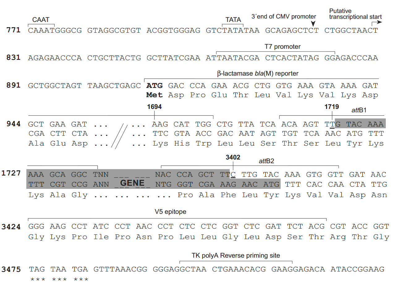 pcDNA6.2-nGeneBLAzer-DEST ¡λ