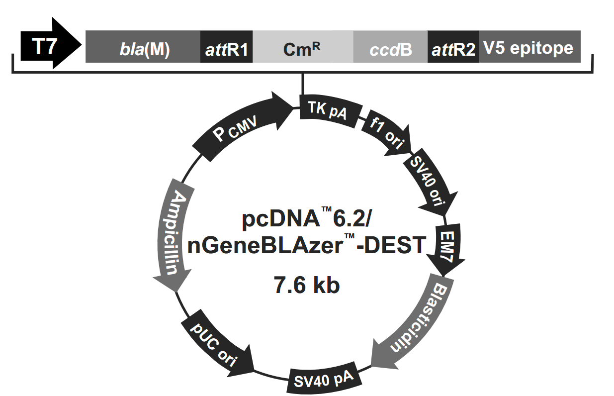 pcDNA6.2-nGeneBLAzer-DEST ͼ