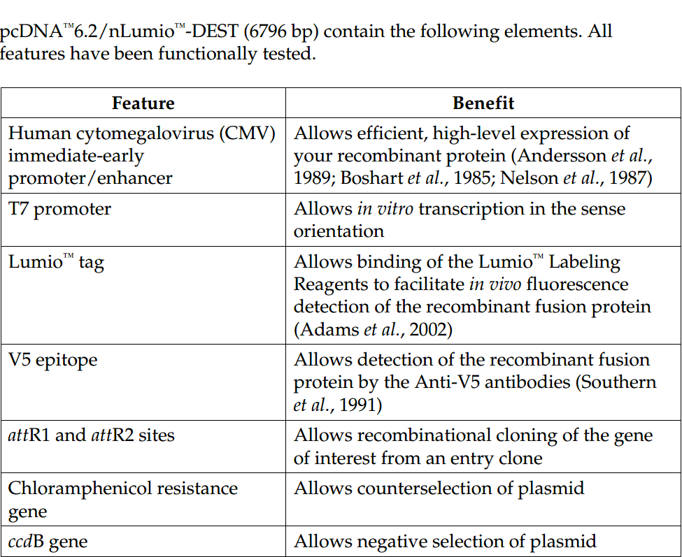 pcDNA6.2-nLumio-DEST 1