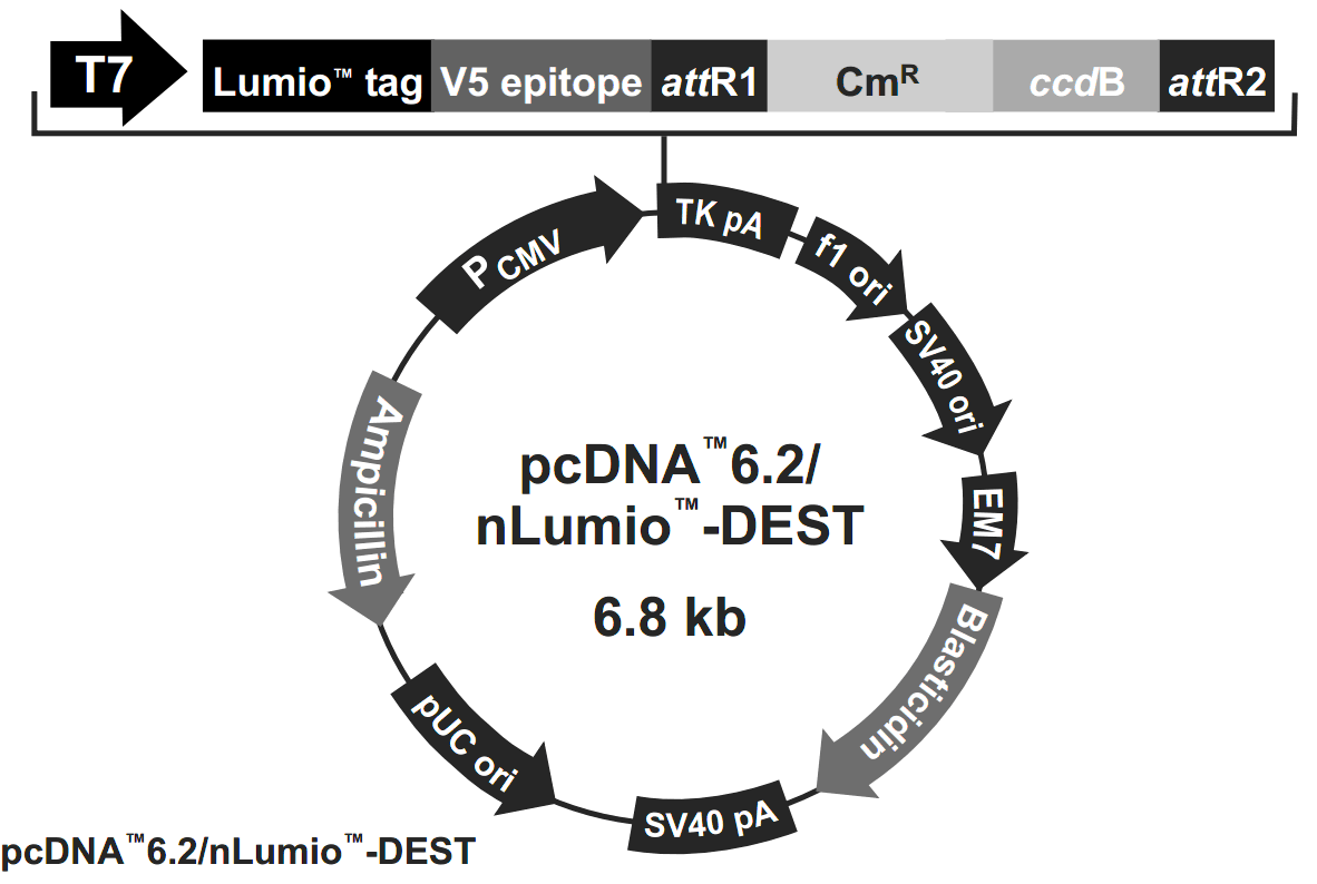 pcDNA6.2-nLumio-DESTͼ