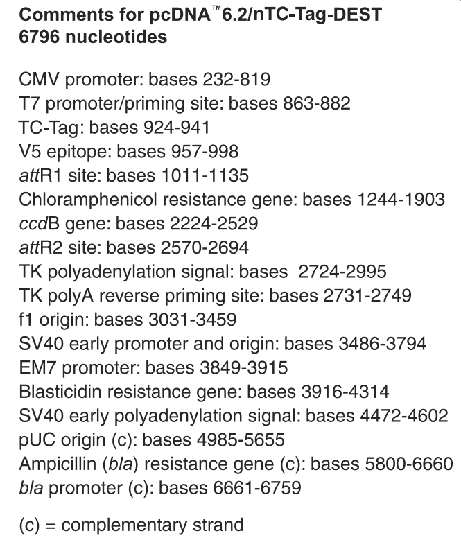 pcDNA6.2-nTC-Tag-DEST特征位點
