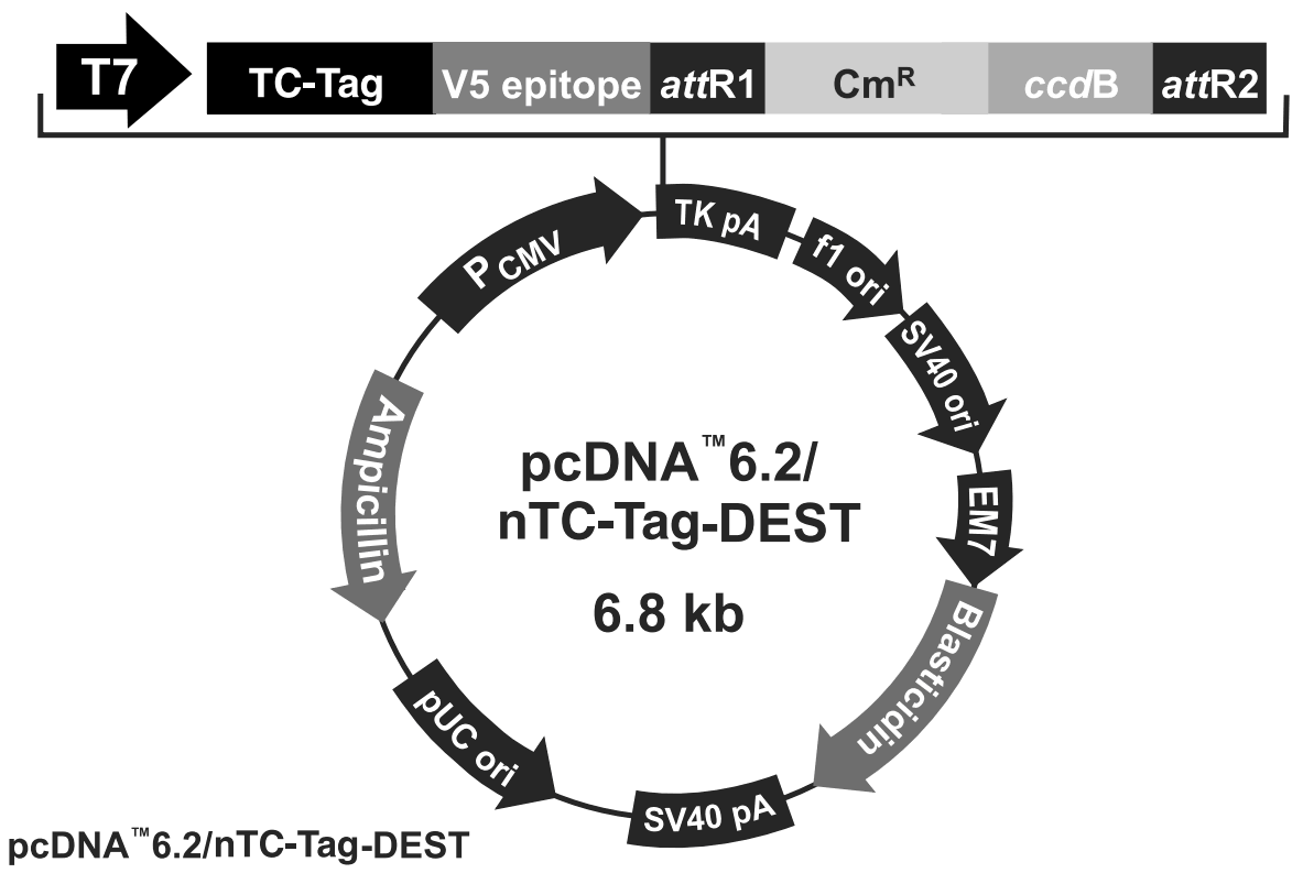 pcDNA6.2-nTC-Tag-DEST載體圖譜