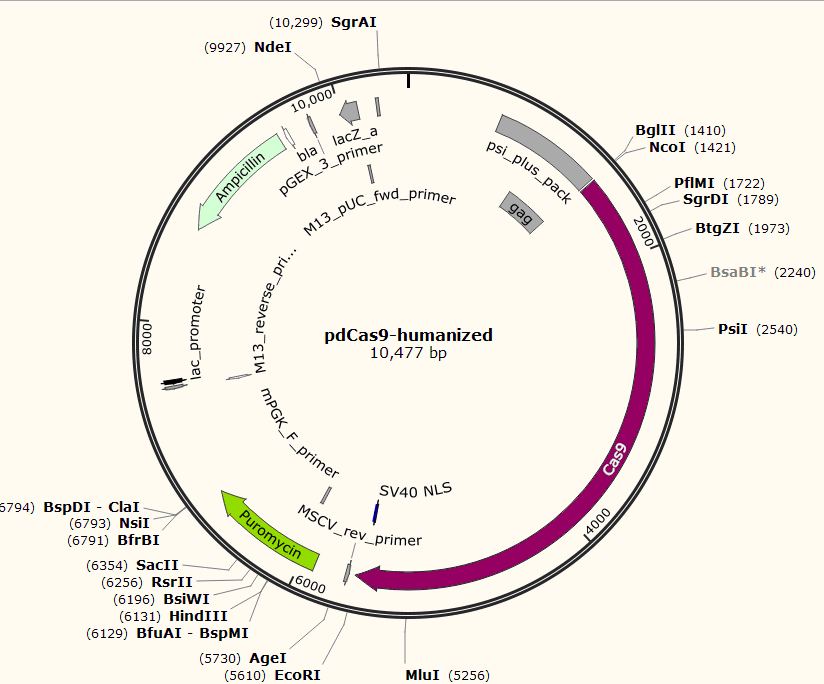 pdCas9-humanized载体图谱