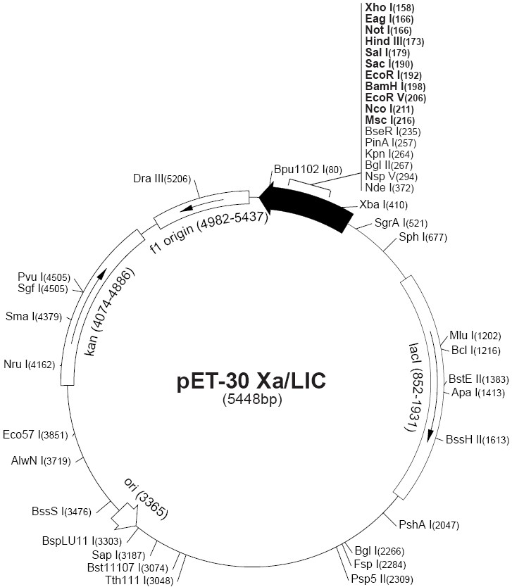 pet30 Xa/LIC載體圖譜