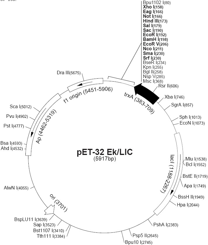 pet32 EK/LIC載體圖譜