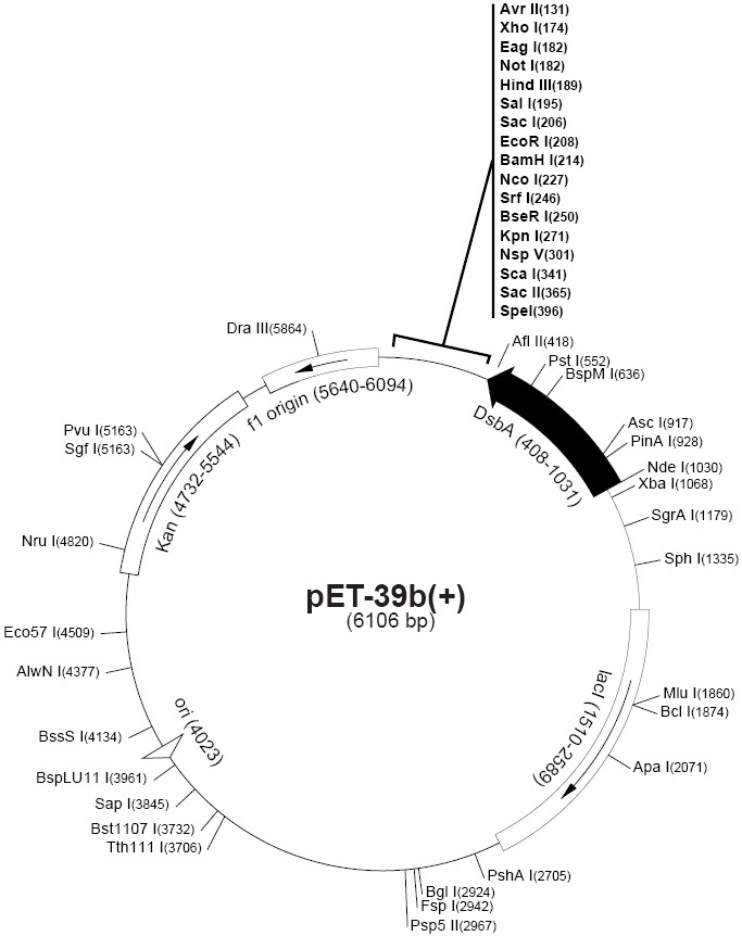 pet39b載體圖譜