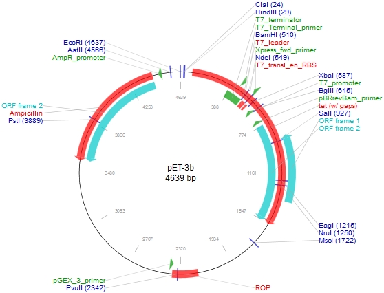 pet3b载体图谱