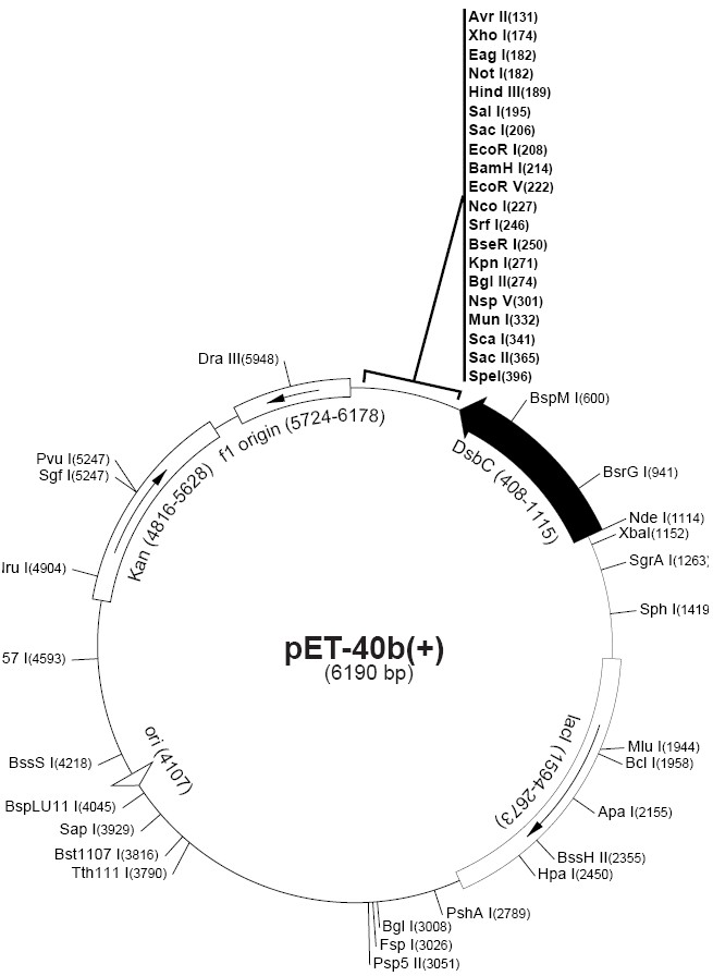 pet40b載體圖譜