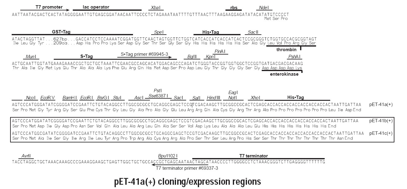 pet41c多克隆位点