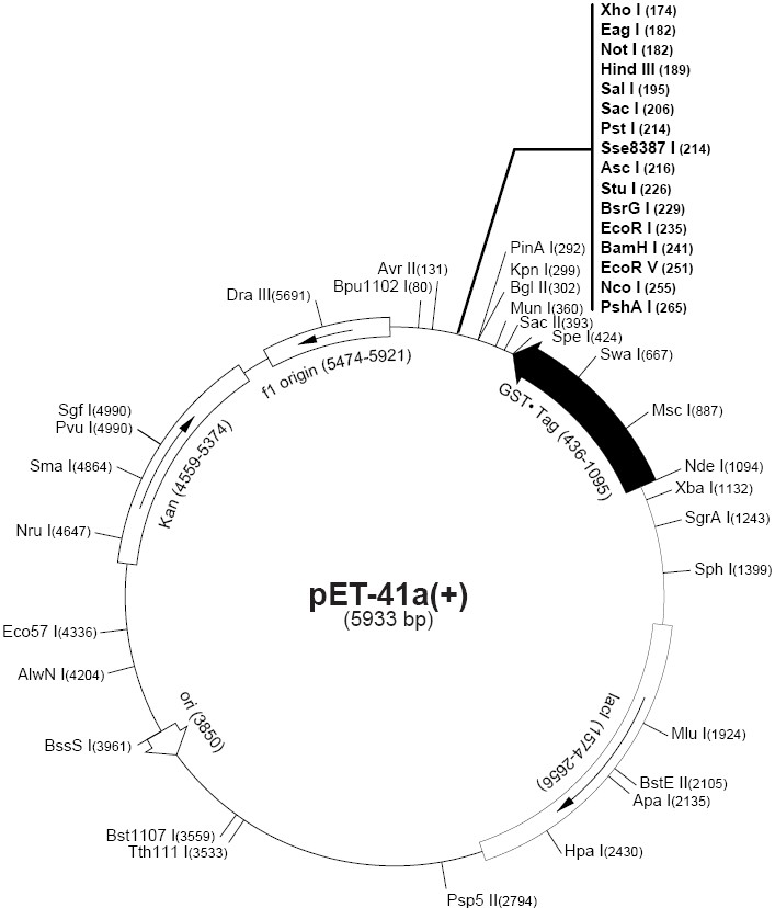 pet41b载体图谱