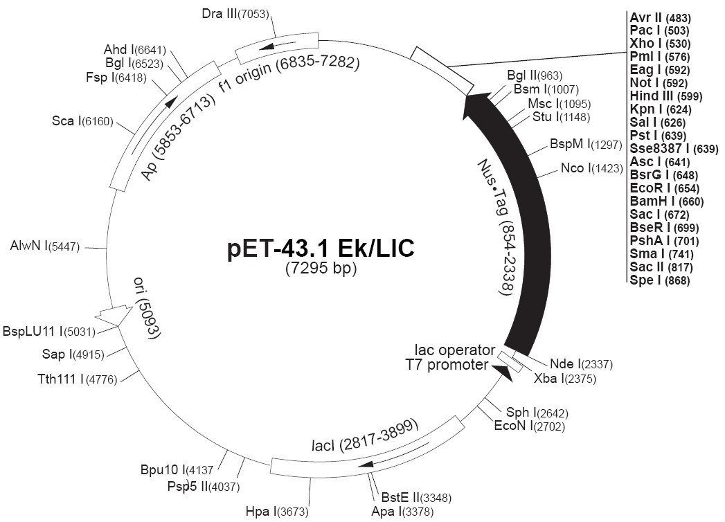 pet43.1 EK/LIC載體圖譜