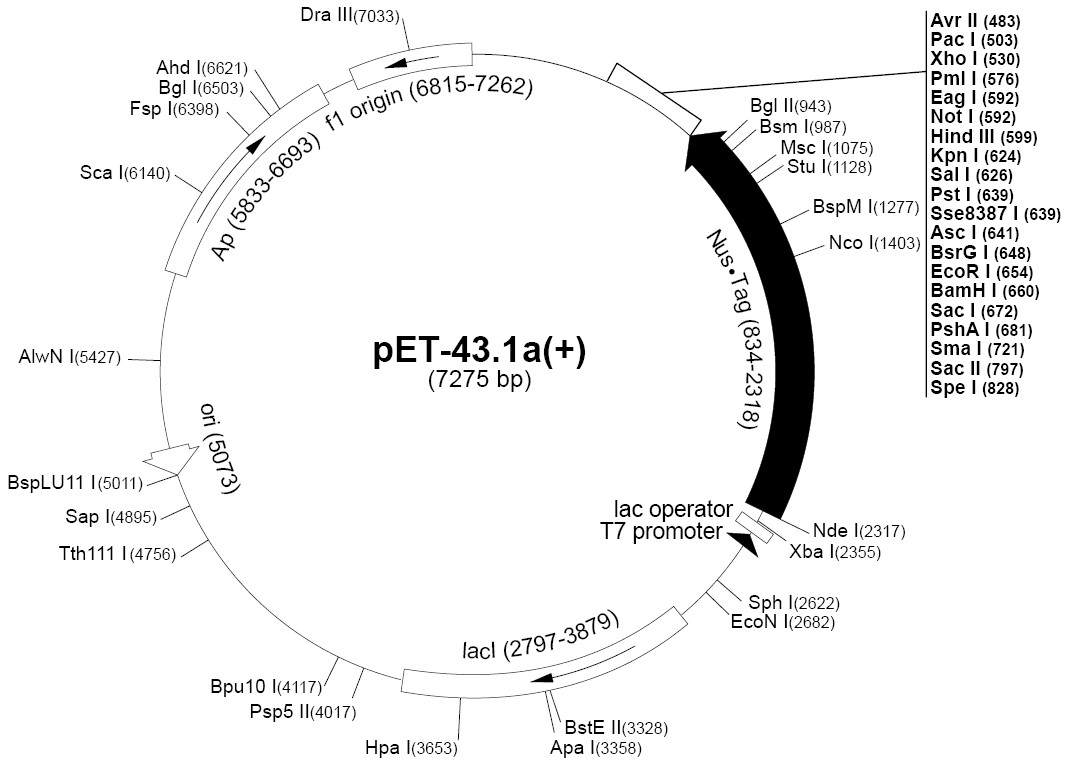 pet43.1b载体图谱