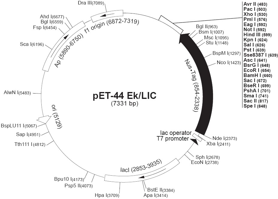 pet44 EK/LIC載體圖譜