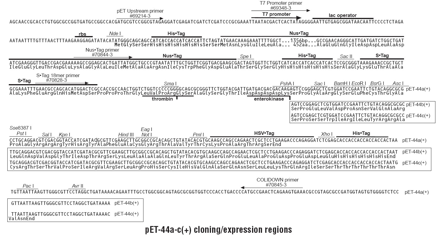 pet44c多克隆位点