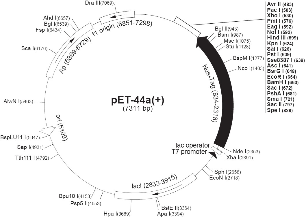 pet44c载体图谱