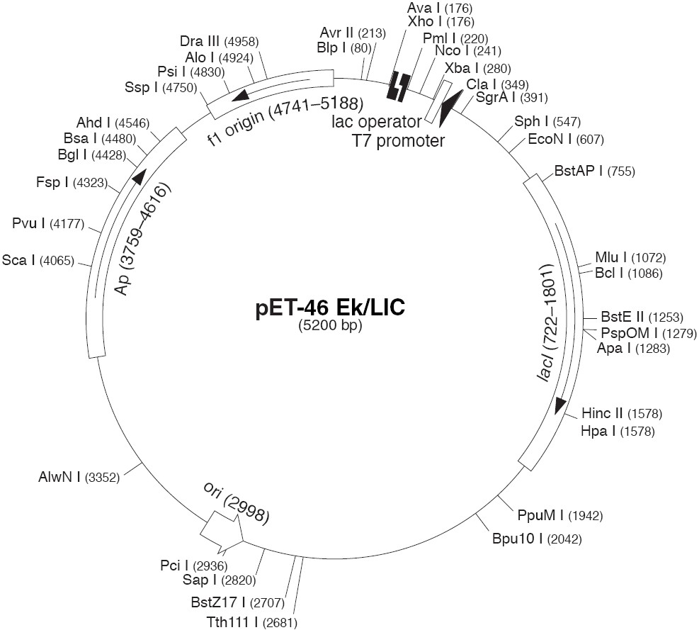 pet46 EK/LIC載體圖譜