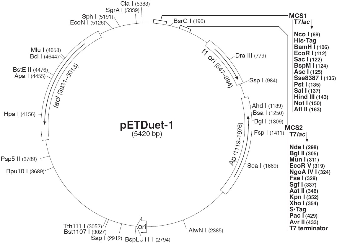 pETDuet-1载体图谱