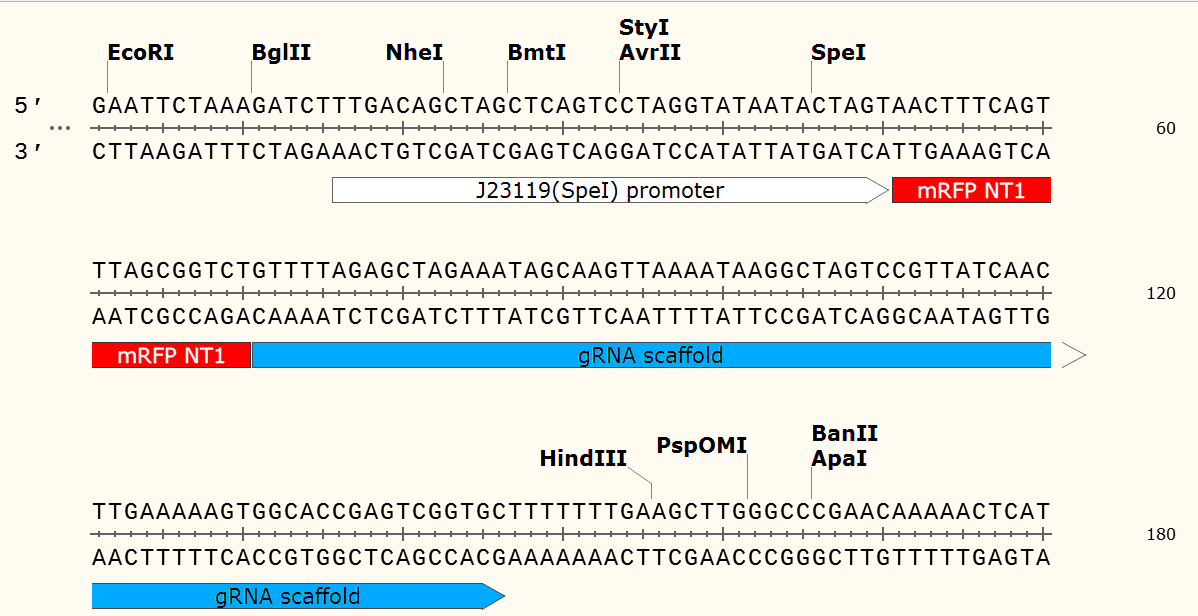 pgRNA-bacteria 多克隆位点