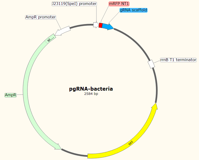 pgRNA-bacteria 载体图谱