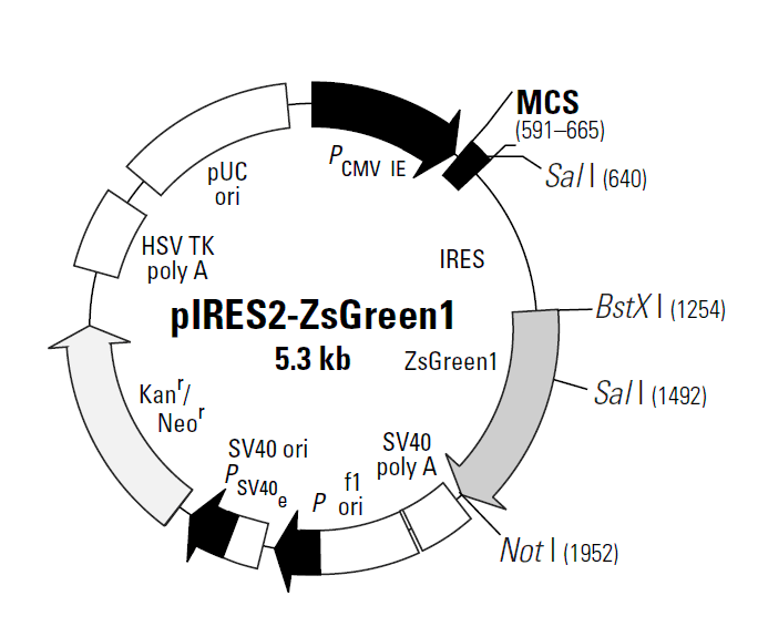plRES2-ZsGreen1载体图谱