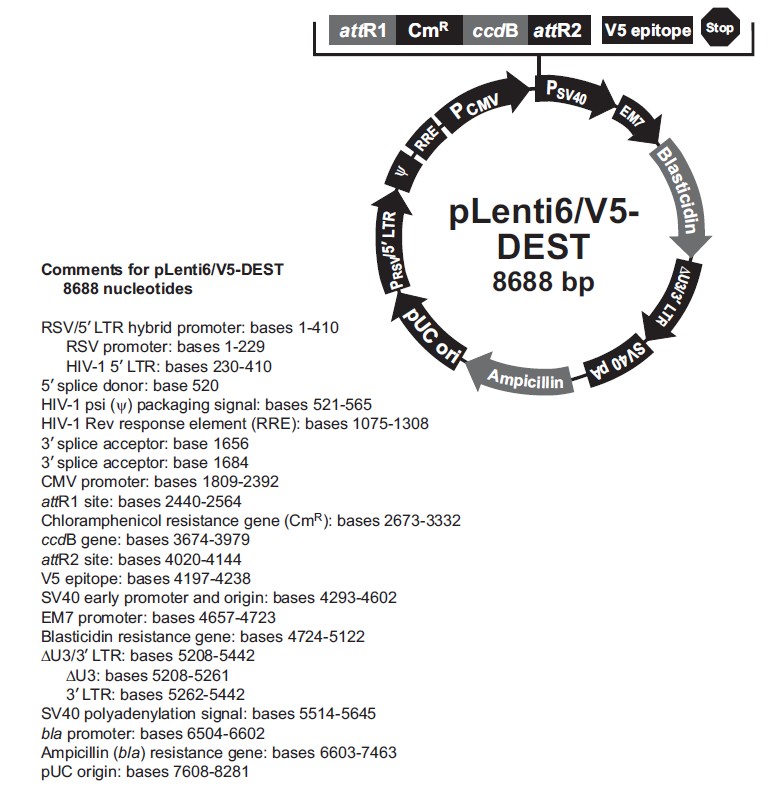 plenti6/V5-Dest載體圖譜