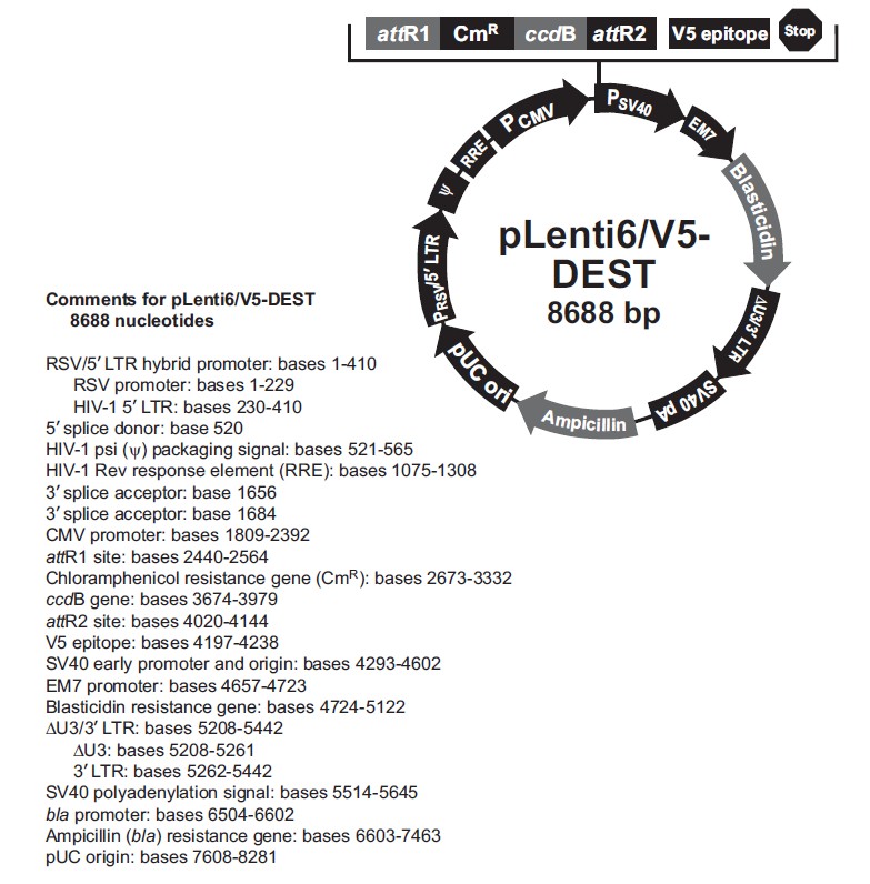 plenti6/V5-Dest载体图谱