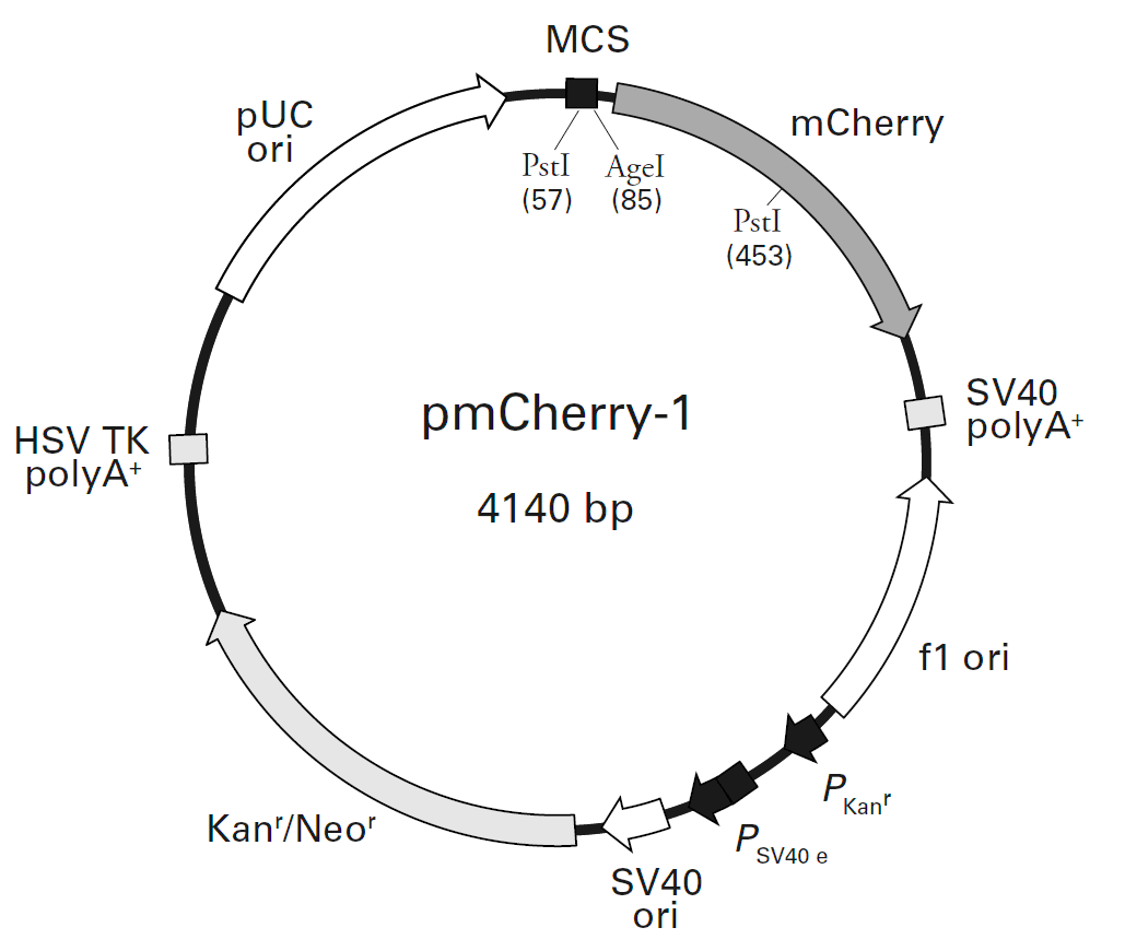 pmCherry-1载体图谱