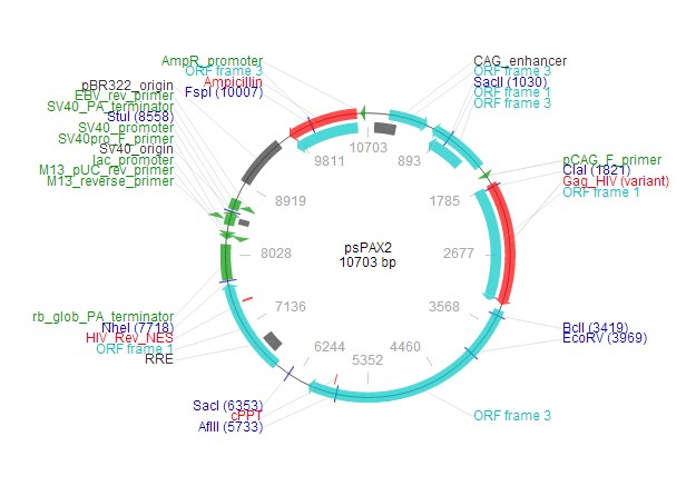 psPAX2载体图谱