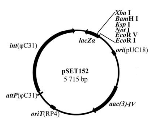 pset152載體圖譜