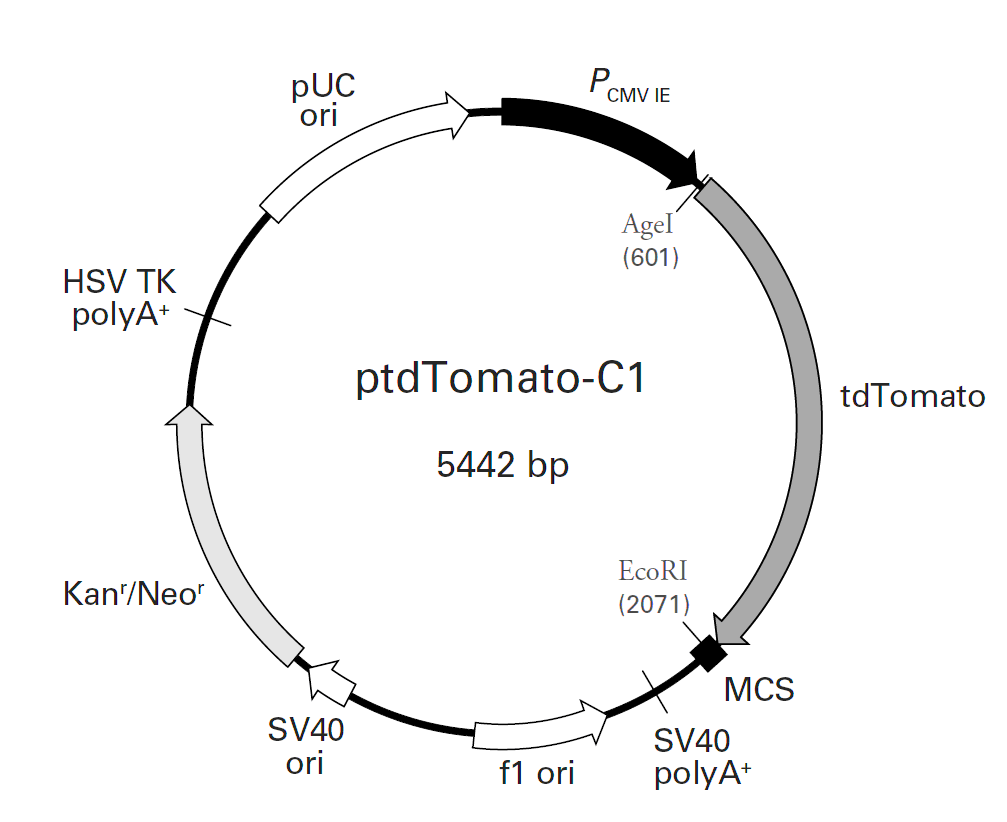 ptdTomato-C1载体图谱