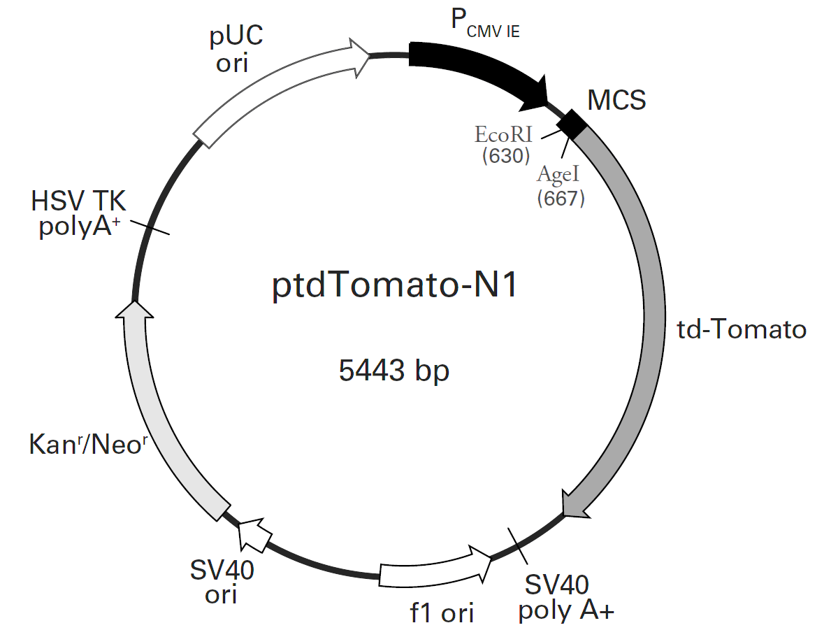 ptdTomato-N1载体图谱