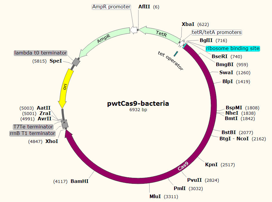 pwtCas9-bacteria 载体图谱