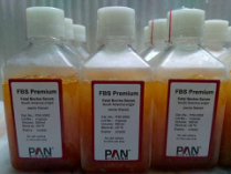 PAN胎牛血清库存
