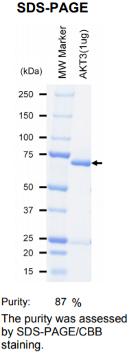 AKT3激酶蛋白